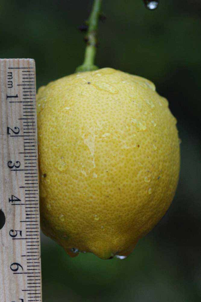            Fruit (Limoneira 8-A, Riverside, CA)   